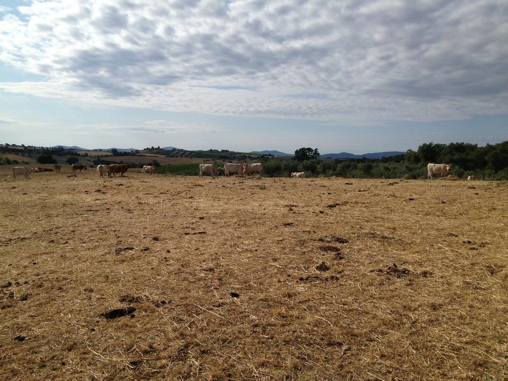 I Puntoni Agriturismo Magliano in Toscana Extérieur photo
